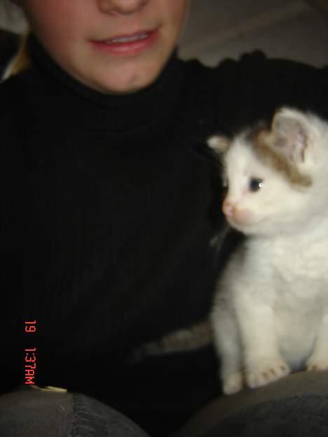 Huskat Plet <33 billede 6