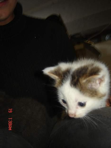 Huskat Plet <33 billede 7