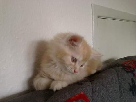 Norsk Skovkat Laban (SOLGT) billede 2