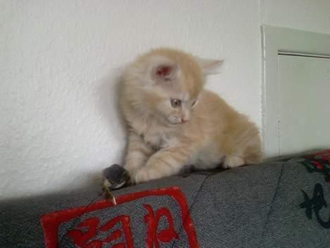 Norsk Skovkat Laban (SOLGT) billede 3