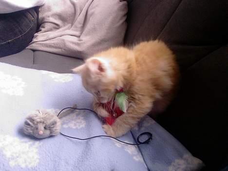 Norsk Skovkat Laban (SOLGT) - Vores dejlige kat den dag vi fik ham (7 uger gammel) billede 4