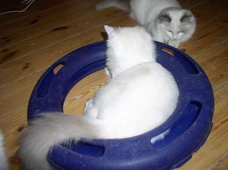 Ragdoll SP. Wrendsted Celinea DSM - Celinea leger med sin halvbror halvanden øre billede 7