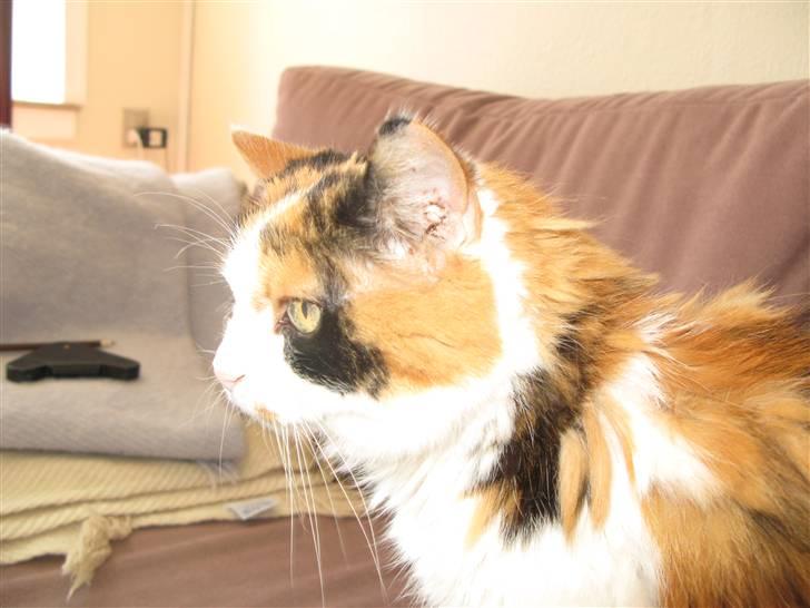 Blanding af racer Nanna - 5/6 08 billede 1