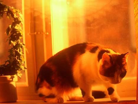 Blanding af racer Nanna - Nanna i sine yngre dage, billedet er fra min "fødselsby" københavn  1993 billede 2