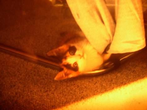 Blanding af racer Nanna - Nanna som baby mis :) Kbh  1987 billede 3