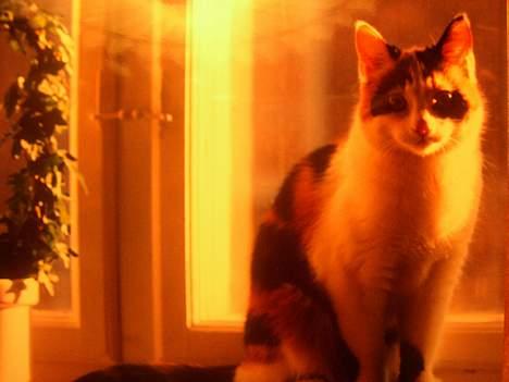 Blanding af racer Nanna - smukke model kat.  1993 billede 4