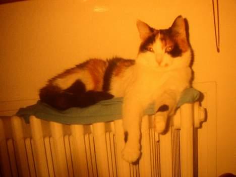 Blanding af racer Nanna - grrr, jeg er en stor tiger!!   1993 billede 5