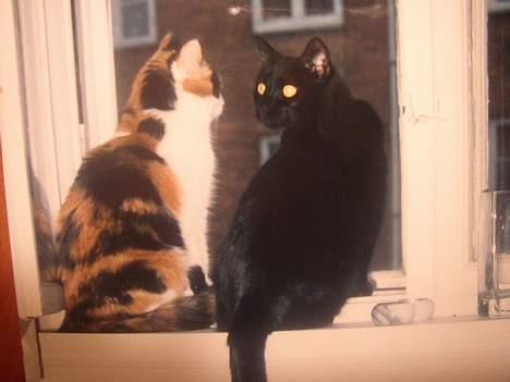 Blanding af racer Nanna - nanna og sille 1993 billede 6