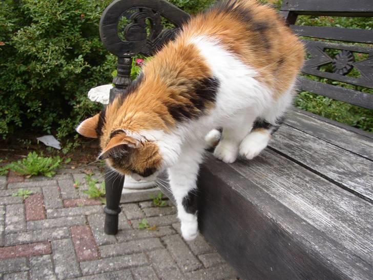 Blanding af racer Nanna - på vej ned fra bænken i haven, 2007 billede 7