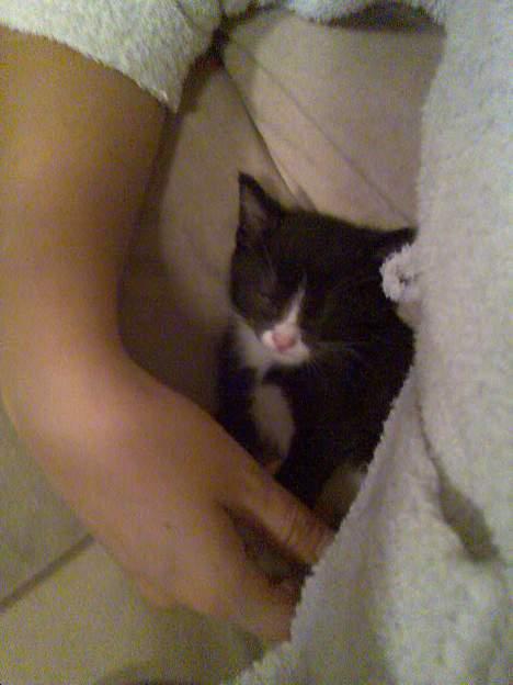 Huskat Pebre G billede 14