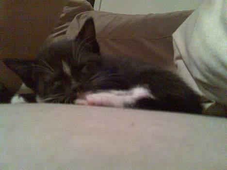 Huskat Pebre G billede 15