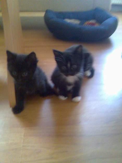 Huskat Pebre G billede 16