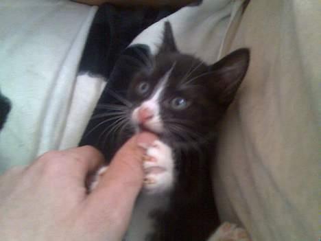 Huskat Pebre G billede 17