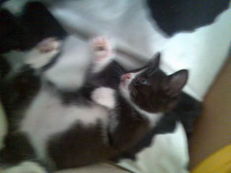 Huskat Pebre G billede 18