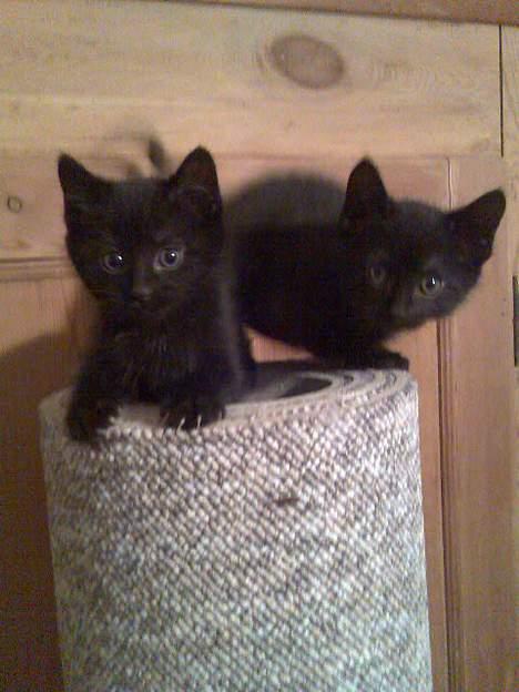 Huskat Pebre G billede 19