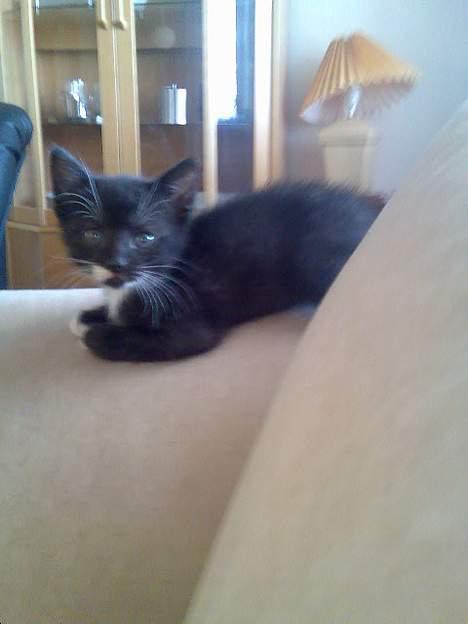 Huskat Pebre G billede 20