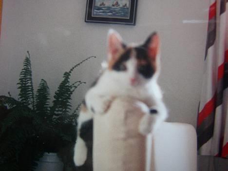 Blanding af racer Nanna - Nanna som baby :P  1987 billede 8