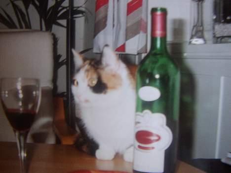 Blanding af racer Nanna - Nanna med til bords , hah. 1994 billede 9