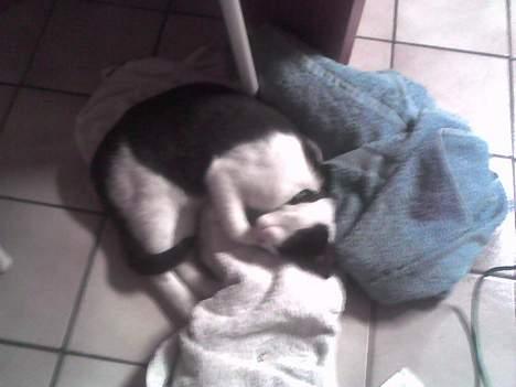 Huskat Speedy er her ikke mere - fandt lige nogle håndklæder at sove i billede 11