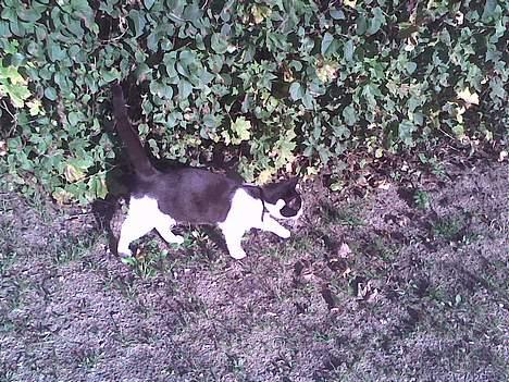 Huskat Speedy er her ikke mere - er ude at gå tur med mor, far og Balto billede 12