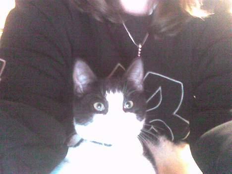 Huskat Speedy er her ikke mere - hjælper mor med at lave noget ved computeren billede 13