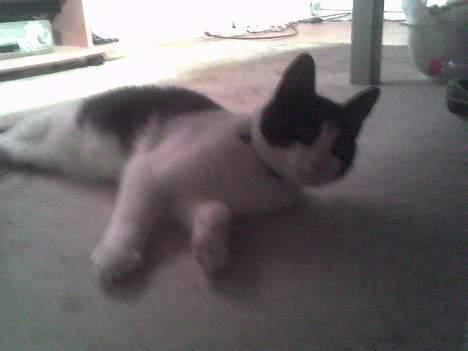 Huskat Speedy er her ikke mere - hvad nu? lå lige og sov billede 14