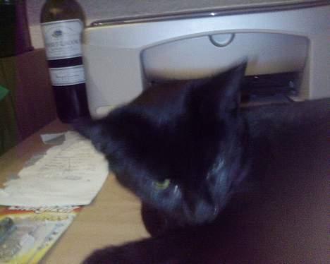 Blanding af racer Ofelia billede 16