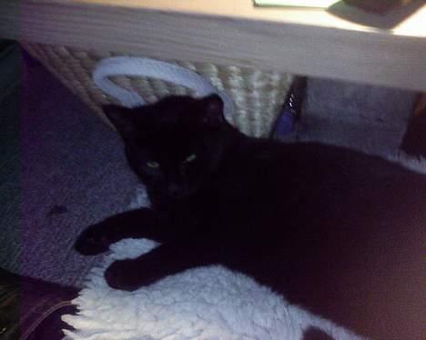 Blanding af racer Ofelia billede 17