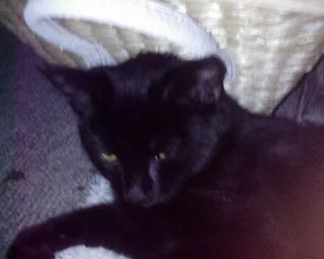 Blanding af racer Ofelia billede 18