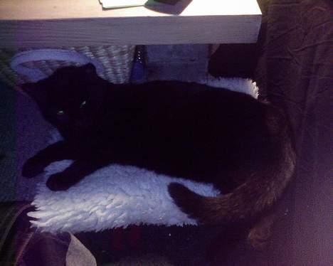 Blanding af racer Ofelia billede 19