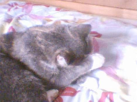 Blanding af racer Stine billede 14