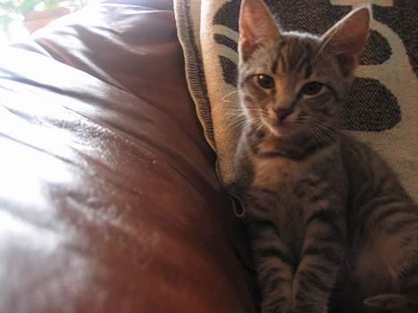 Huskat Malou billede 11