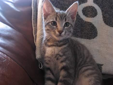 Huskat Malou billede 12