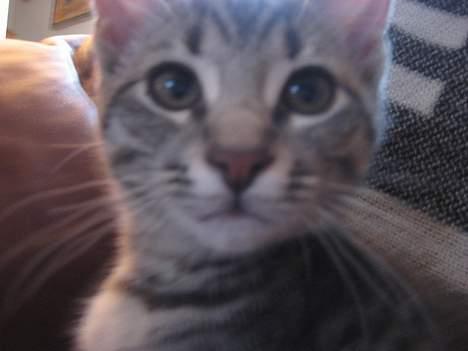 Huskat Malou billede 13