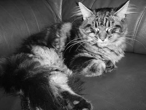 Maine Coon Havana - mmm... Man ligger godt her. billede 8