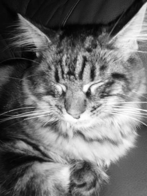 Maine Coon Havana billede 9