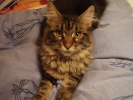 Maine Coon Havana billede 10