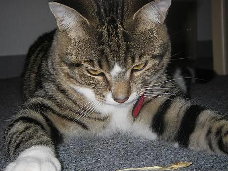 Huskat Charly-forsvundet nov. 10 billede 1