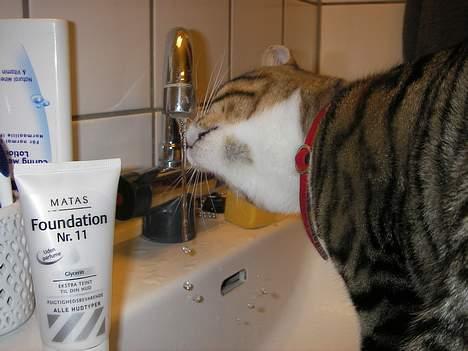 Huskat Charly-forsvundet nov. 10 - Charly elsker at lege med vand. Og at drikke koldt vand direkte fra hanen er bare lækkert. billede 2