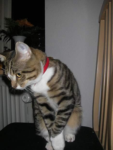 Huskat Charly-forsvundet nov. 10 - Er jeg ikke bare kær? billede 3