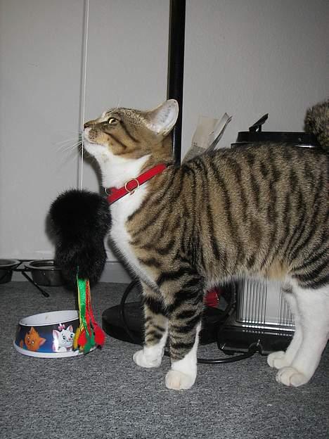 Huskat Charly-forsvundet nov. 10 - Så skal der leges med musen...en forsigtig start og så til angreb! billede 4