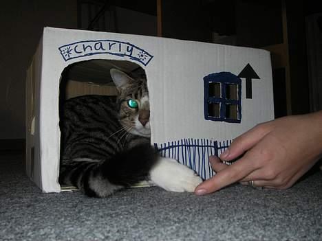 Huskat Charly-forsvundet nov. 10 - I Charlys hus, bliver der altid leget. billede 5