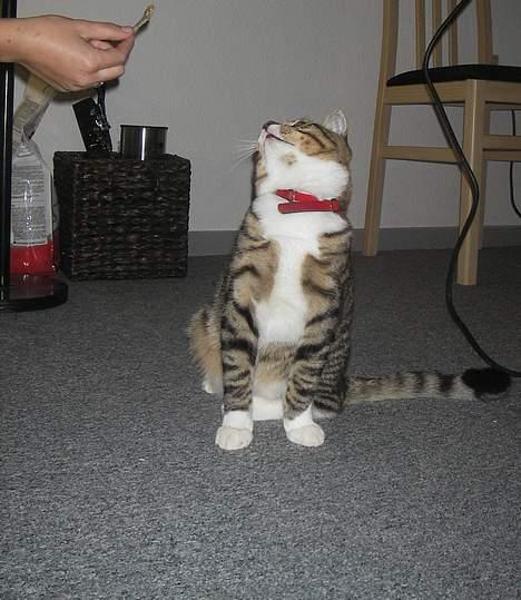 Huskat Charly-forsvundet nov. 10 billede 6