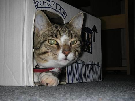 Huskat Charly-forsvundet nov. 10 - Hej, jeg hedder Charly. Her er mit helt private hus, som min far så kreativt har lavet. billede 7