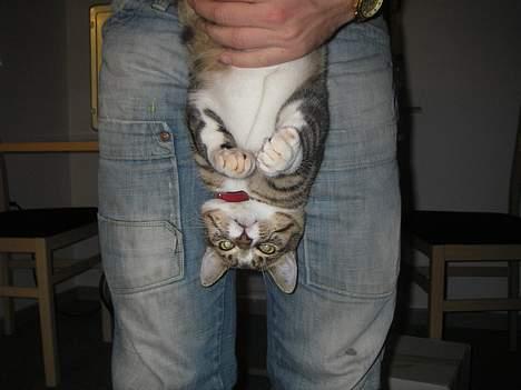 Huskat Charly-forsvundet nov. 10 billede 8