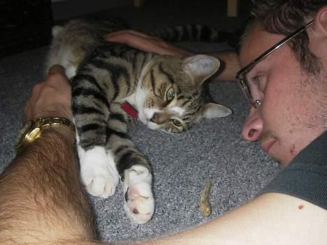 Huskat Charly-forsvundet nov. 10 - Dejligt at hygge med farmand. billede 9