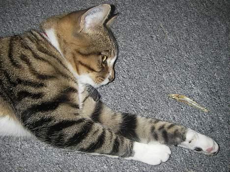 Huskat Charly-forsvundet nov. 10 billede 10