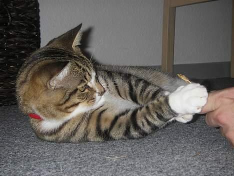 Huskat Charly-forsvundet nov. 10 billede 11