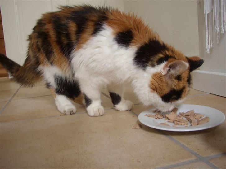 Blanding af racer Nanna - mad ! 2007 billede 10