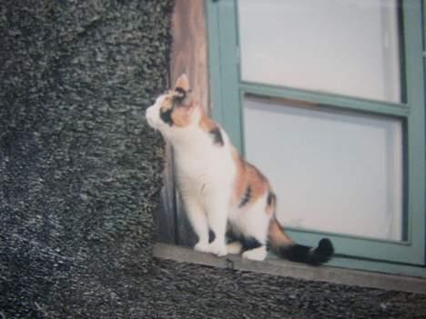 Blanding af racer Nanna - billedet her er fra skåup  den gang vi boede der.. heh, 1995 billede 11